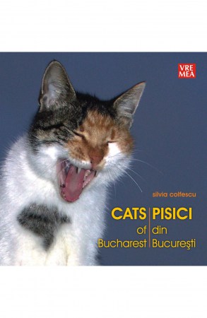 pisici-din-bucuresti